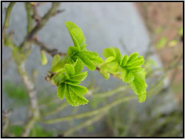 flora: leaf : s-dsc029357.jpg