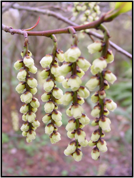 flora: flower: unknown flower : s-dsc029263.jpg