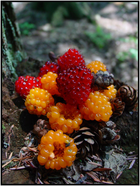 flora: berry: salmonberry : s-dsc019832.jpg