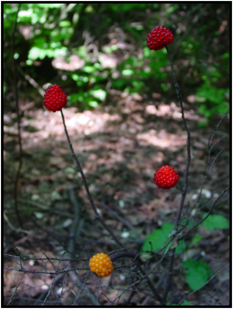 flora: berry: salmonberry : s-dsc019843.jpg