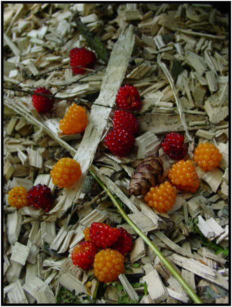 flora: berry: salmonberry : s-dsc019846.jpg