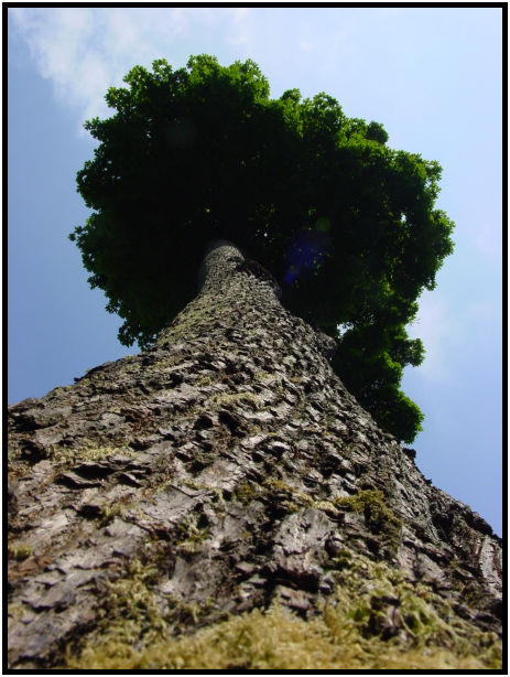 flora: tree: unknown tree : s-dsc019854.jpg