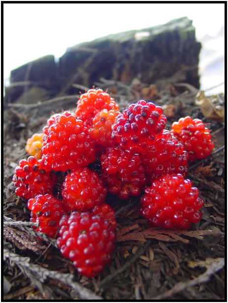 flora: berry: salmonberry : s-dsc019857.jpg
