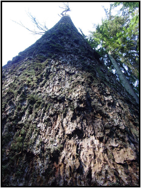 flora: tree: unknown tree : s-dsc019887.jpg