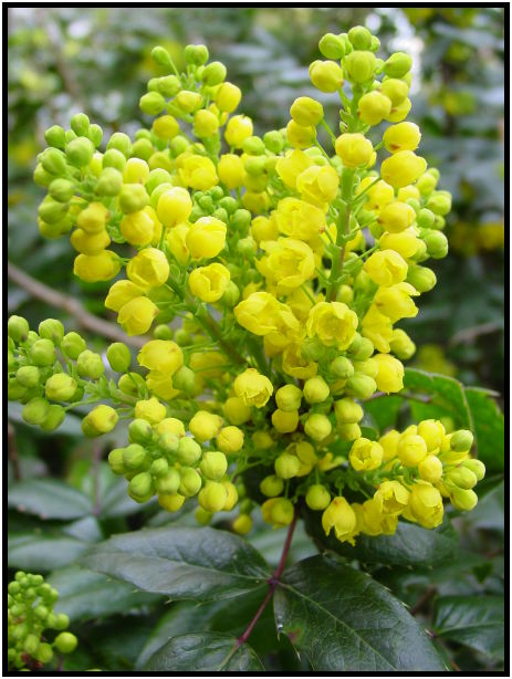 flora: flower: unknown flower : s-dsc029242.jpg