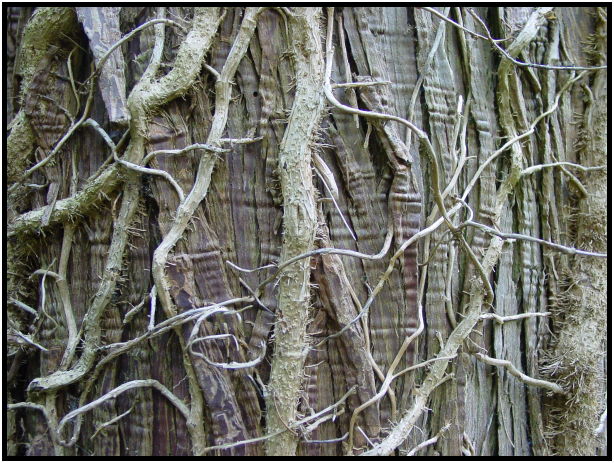 flora: tree: unknown tree : s-dsc020482.jpg