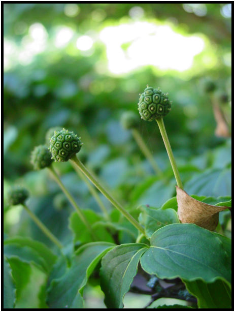 flora: leaf : s-dsc020498.jpg