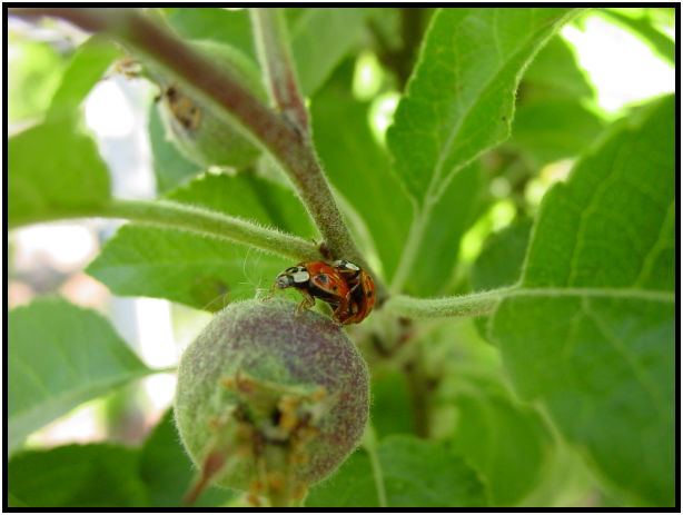 insect: ladybug : s-dsc019950.jpg