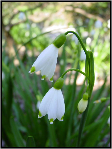 flora: flower: snow drop : s-dsc029578.jpg
