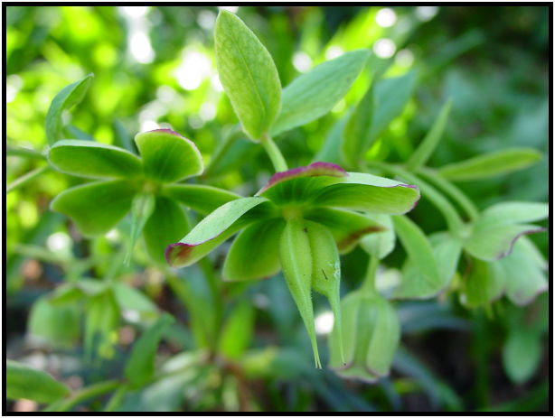 flora: leaf : s-dsc029580.jpg