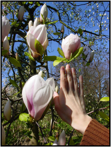 person: body: hand : s-dsc029583.jpg