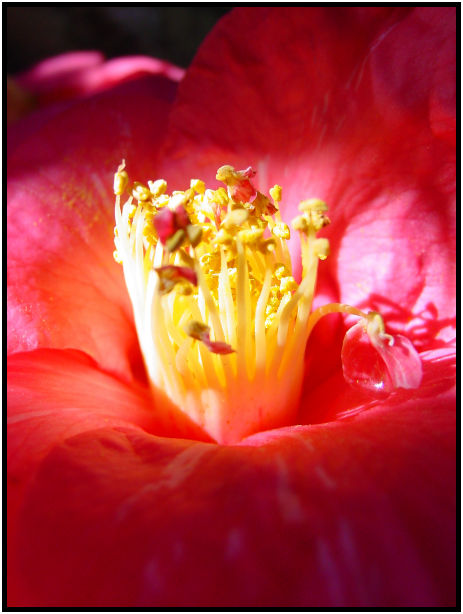 flora: flower: unknown flower : s-dsc029598.jpg