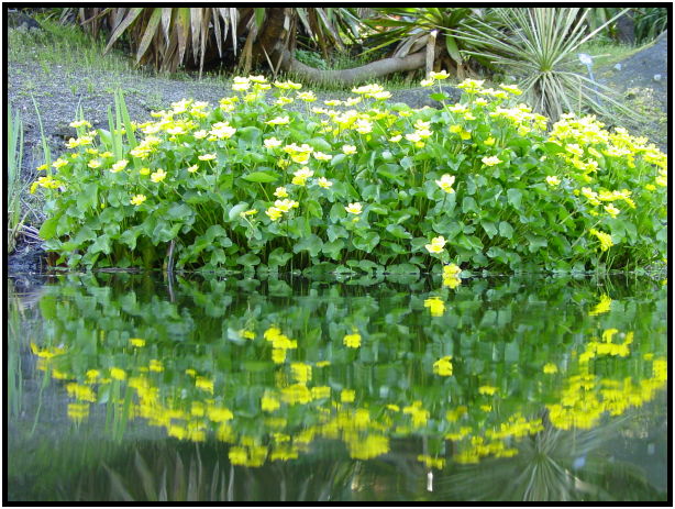 flora: flower: unknown flower : s-dsc029627.jpg