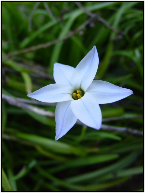 flora: flower: unknown flower : s-dsc029629.jpg