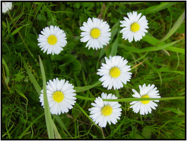 flora: flower: daisy : s-dsc029687.jpg