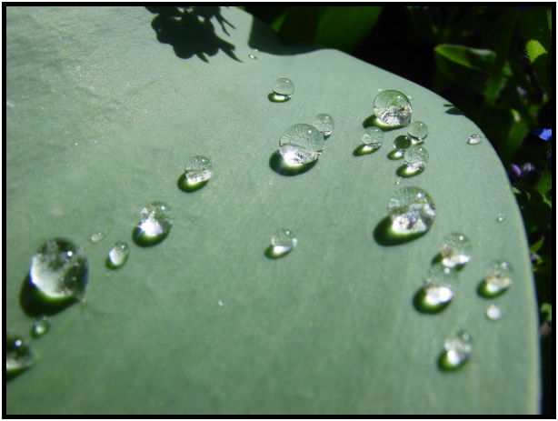 flora: leaf : s-dsc029722.jpg