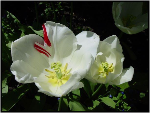 flora: flower: unknown flower : s-dsc029738.jpg