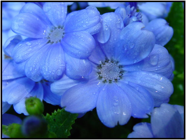 flora: flower: unknown flower : s-dsc029739.jpg