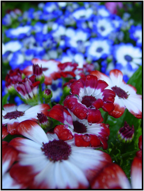 flora: flower: unknown flower : s-dsc029740.jpg