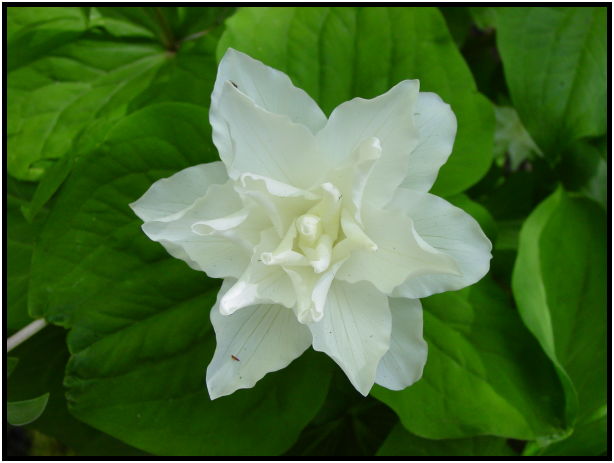 flora: flower: unknown flower : s-dsc029747.jpg