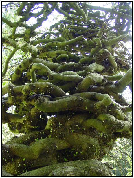 flora: tree: unknown tree : s-dsc029760.jpg