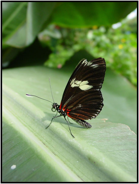 insect: butterfly : s-dsc029763.jpg