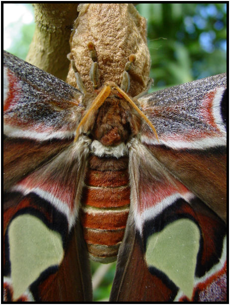 place: Canada: British Columbia: Vancouver Island: Butterfly Gardens : s-dsc029767.jpg