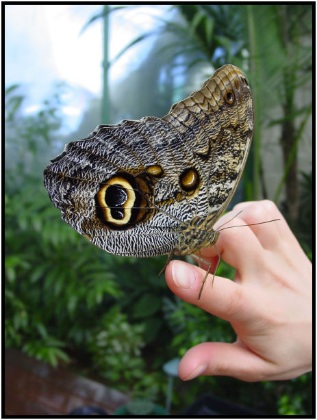 place: Canada: British Columbia: Vancouver Island: Butterfly Gardens : s-dsc029768.jpg