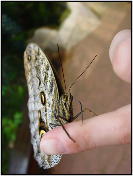 place: Canada: British Columbia: Vancouver Island: Butterfly Gardens : s-dsc029769.jpg