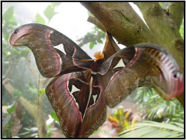 place: Canada: British Columbia: Vancouver Island: Butterfly Gardens : s-dsc029771.jpg