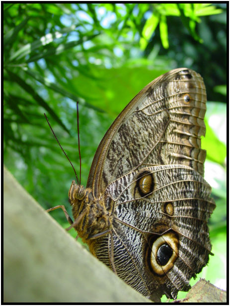 place: Canada: British Columbia: Vancouver Island: Butterfly Gardens : s-dsc029772.jpg