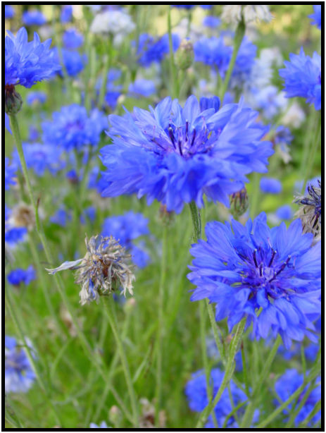 flora: flower: unknown flower : s-dsc020545.jpg