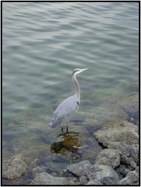 site: water: ocean : s-dsc029787.jpg