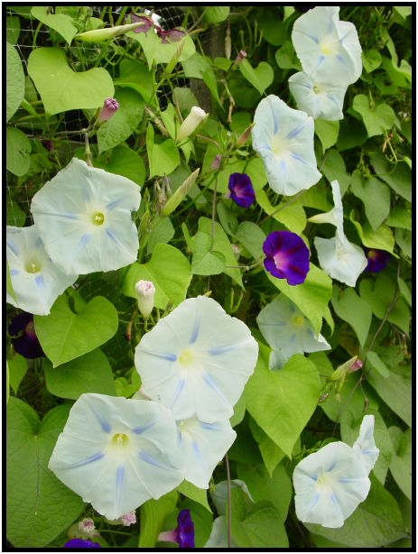 flora: flower: unknown flower : s-dsc020673.jpg