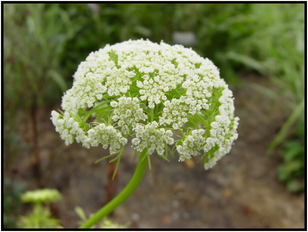 flora: flower: unknown flower : s-dsc020692.jpg