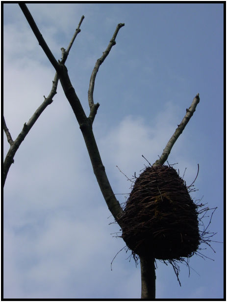 bird: bird nest : s-dsc020705.jpg