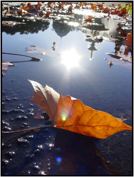 site: water: rain puddle : s-dsc022653.jpg