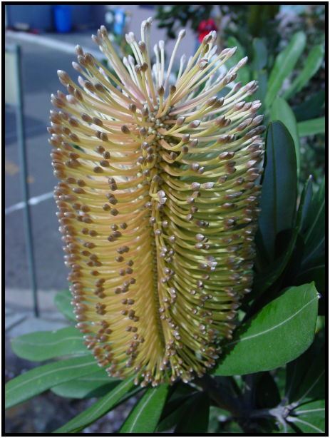 flora: flower: unknown flower : s-dsc022482.jpg