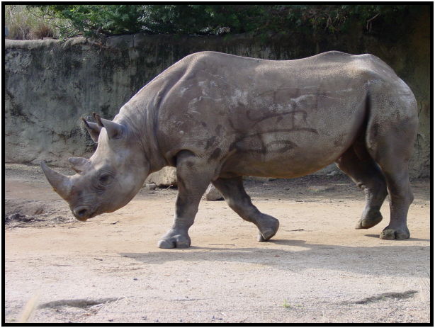 place: Australia: NSW: Sydney: Sydney Zoo : s-dsc022575.jpg