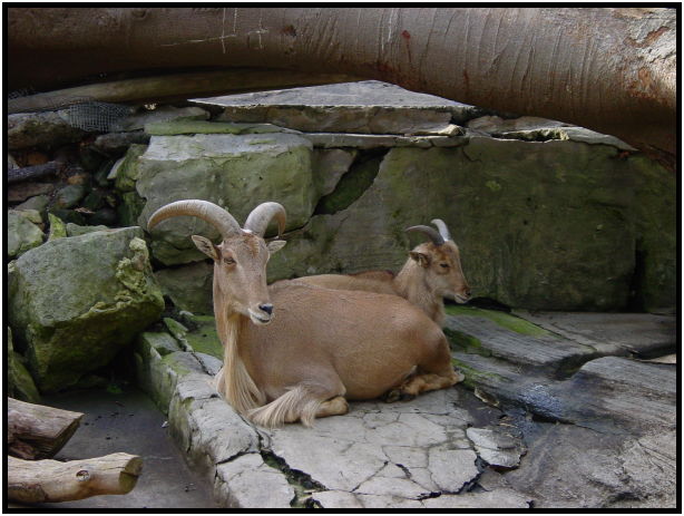 place: Australia: NSW: Sydney: Sydney Zoo : s-dsc022576.jpg
