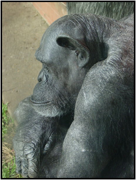 animal: chimpanzee : s-dsc022581.jpg