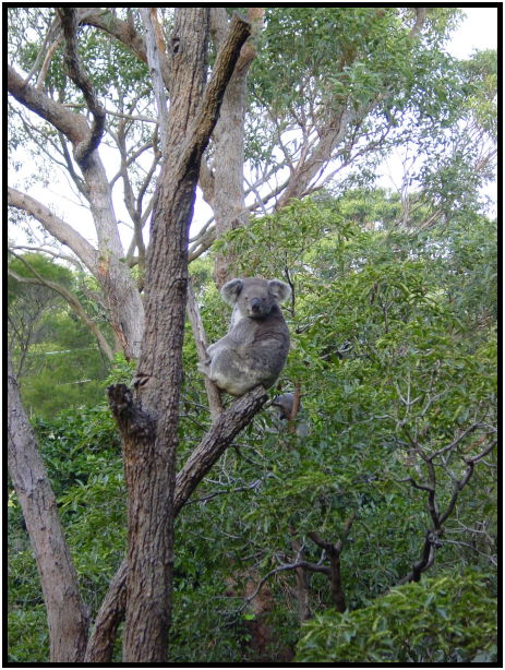 place: Australia: NSW: Sydney: Sydney Zoo : s-dsc022614.jpg