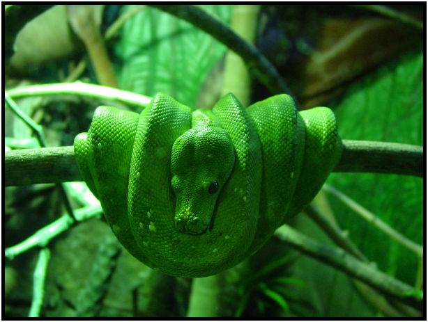 place: Australia: NSW: Sydney: Sydney Zoo : s-dsc022627.jpg