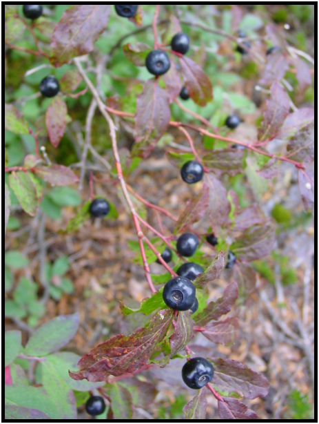 place: Canada: British Columbia: Elfin Lakes : s-dsc024107.jpg