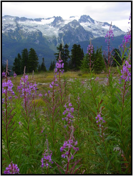place: Canada: British Columbia: Elfin Lakes : s-dsc024116.jpg