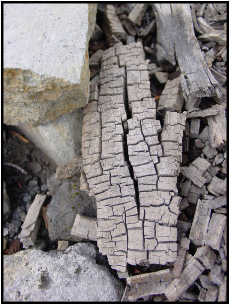 flora: tree: tree burned : s-dsc024142.jpg
