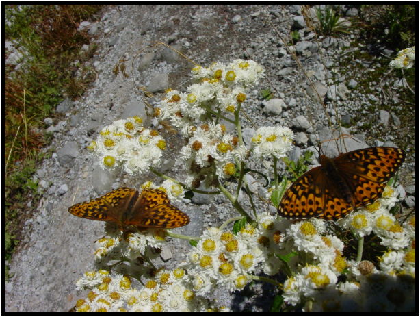 flora: flower: camomile : s-dsc024252.jpg