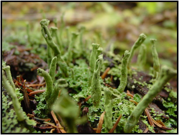 flora: moss : s-dsc024370.jpg