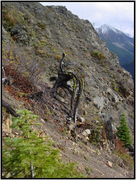 flora: tree: root : s-dsc024289.jpg
