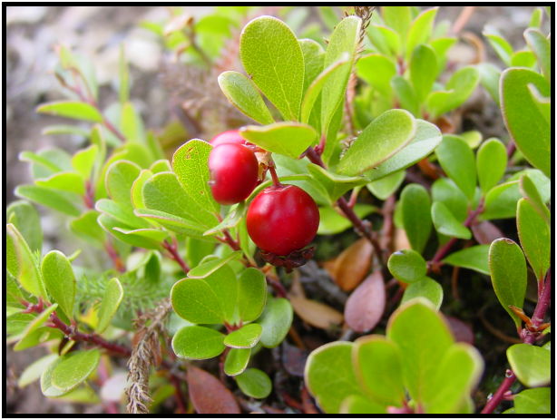 flora: berry: cowberry : s-dsc024303.jpg